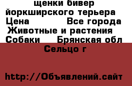 щенки бивер йоркширского терьера › Цена ­ 8 000 - Все города Животные и растения » Собаки   . Брянская обл.,Сельцо г.